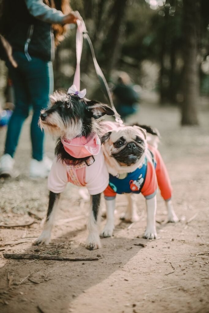 pexels photo 16620536 Contact TrackedTails Two cute dogs in costumes at a São Paulo park enjoying a sunny day.