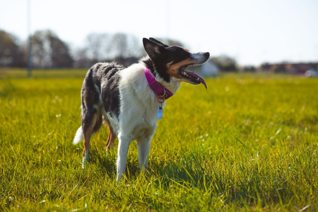 A Border Collie dog standing in a sunlit field with a happy demeanor.