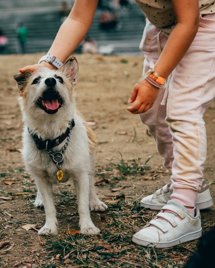 Joyful child playing with terrier dog outdoors, capturing a lively moment of togetherness in Medellín.