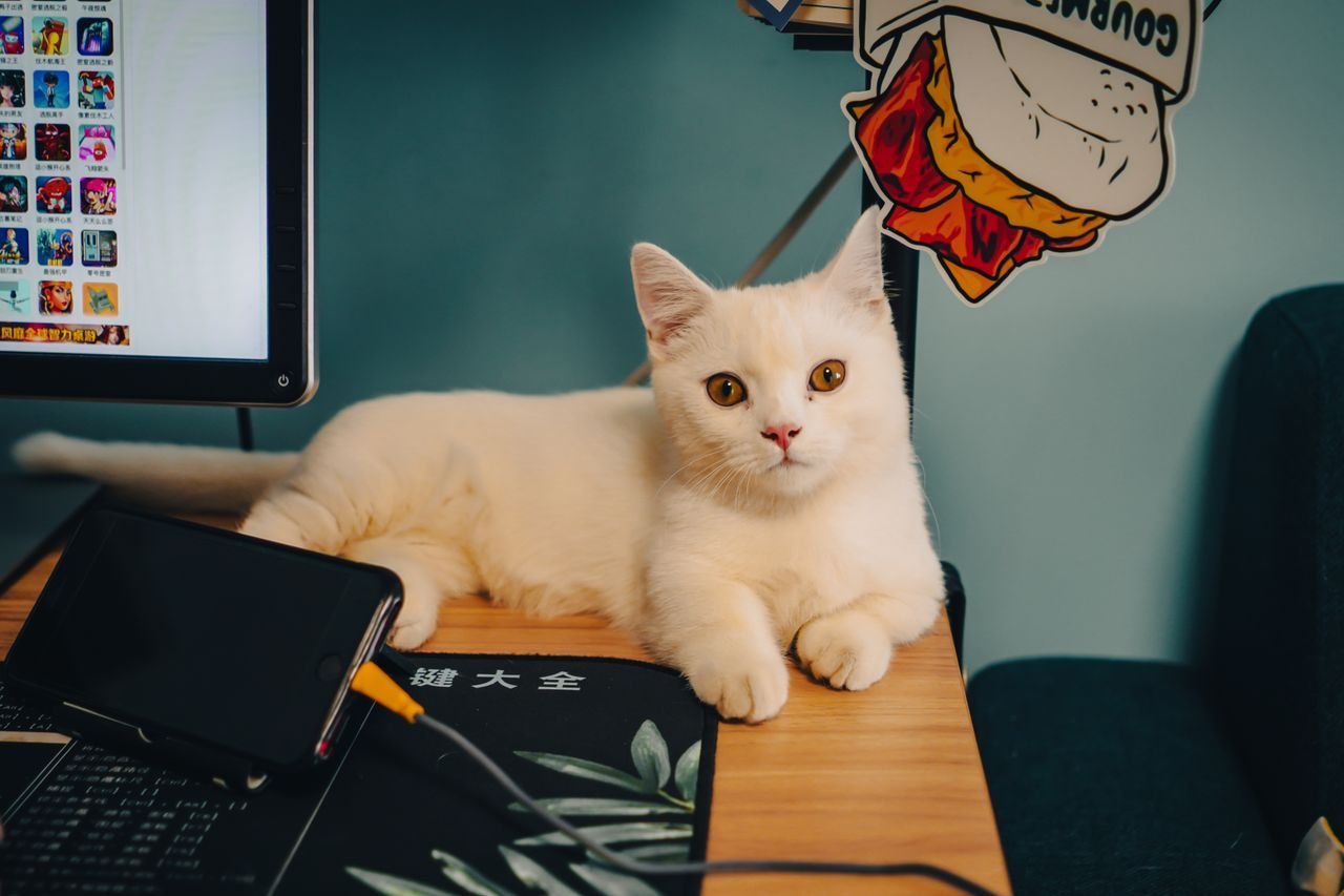 A cute white cat comfortably rests on a desk beside computer gadgets, exuding a calm and cozy vibe.
