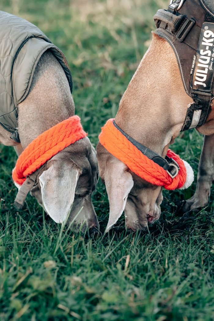 Two Weimaraner dogs with orange bandanas sniffing grass during a playful outdoor adventure.
