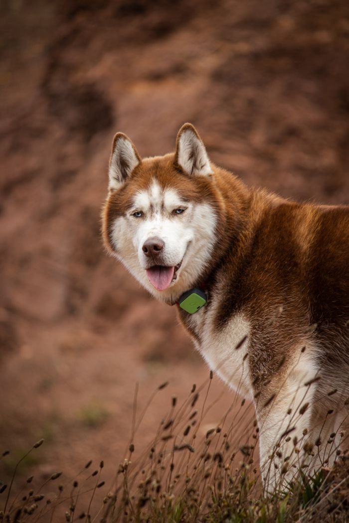 Brown and white Siberian Husky enjoying the outdoors in San Francisco.